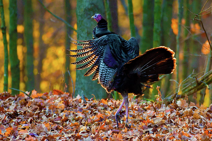 Wild Turkey struttin Photograph by Alan Look