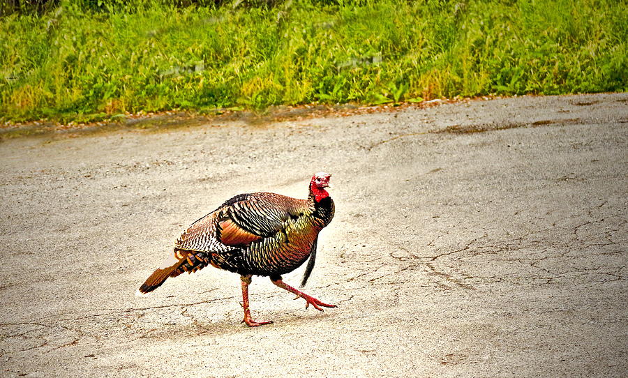 Wild Turkey Strutting Photograph by Joyce Dickens