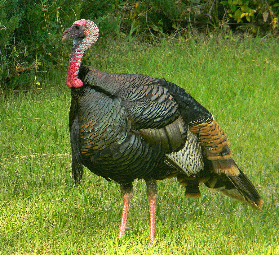 Wild Turkey - Tom - 1 Photograph by Alan C Wade