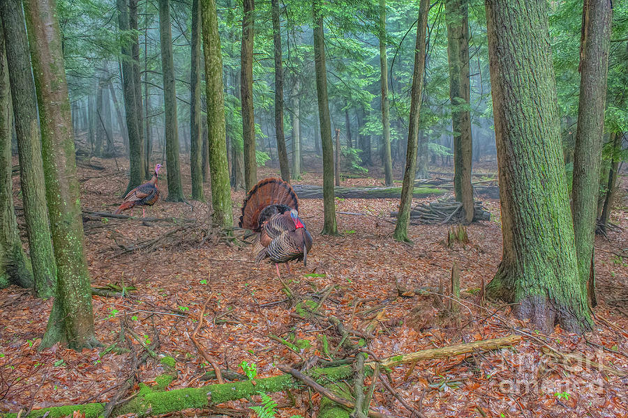 Wild Turkeys in Forest Digital Art by Randy Steele
