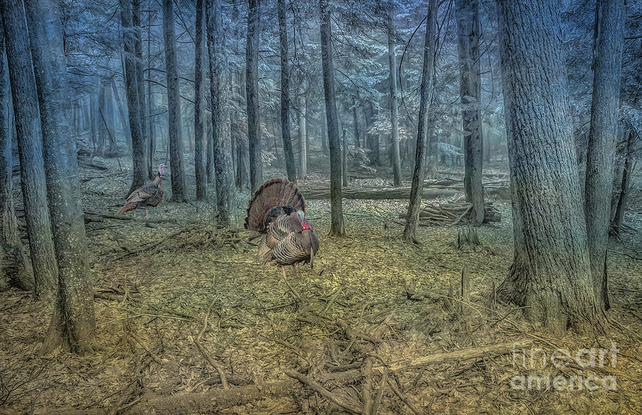 Wild Turkeys in Forest Version Two Digital Art by Randy Steele