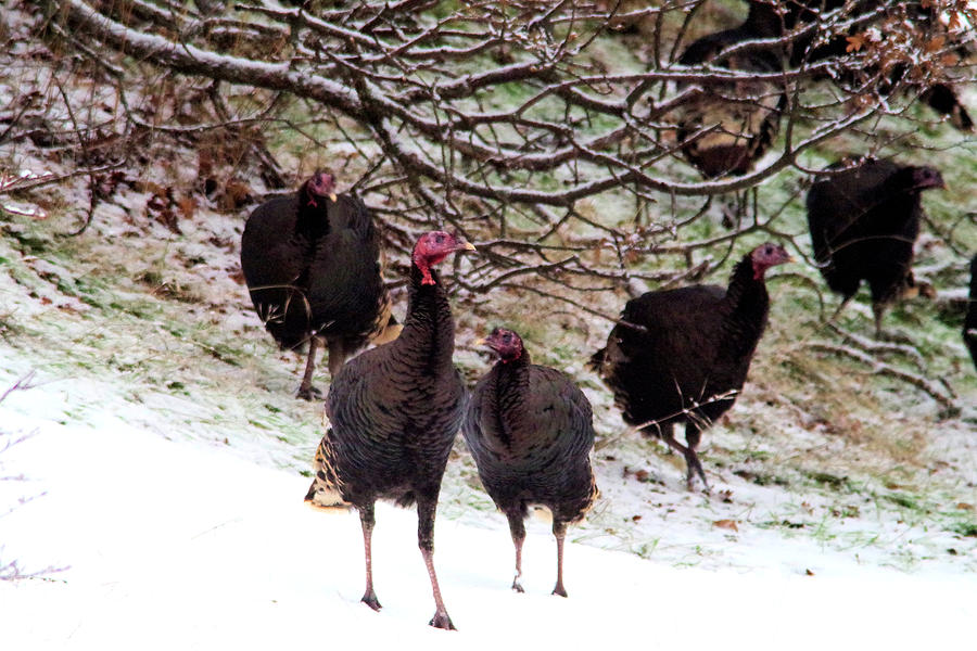 Wild turkeys  Photograph by Jeff Swan