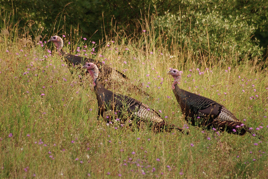 Turkey Photograph - Wild Turkeys by Michael Peychich