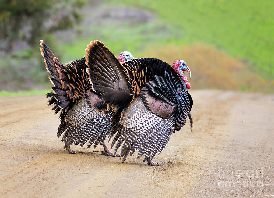Wild Turkeys Photograph by Mimi Ditchie