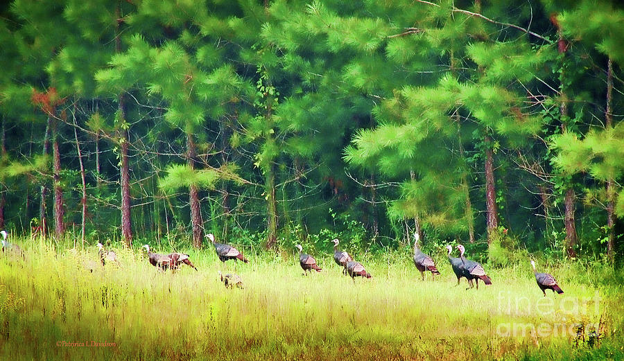 Wild Turkeys Photograph by Pat Davidson