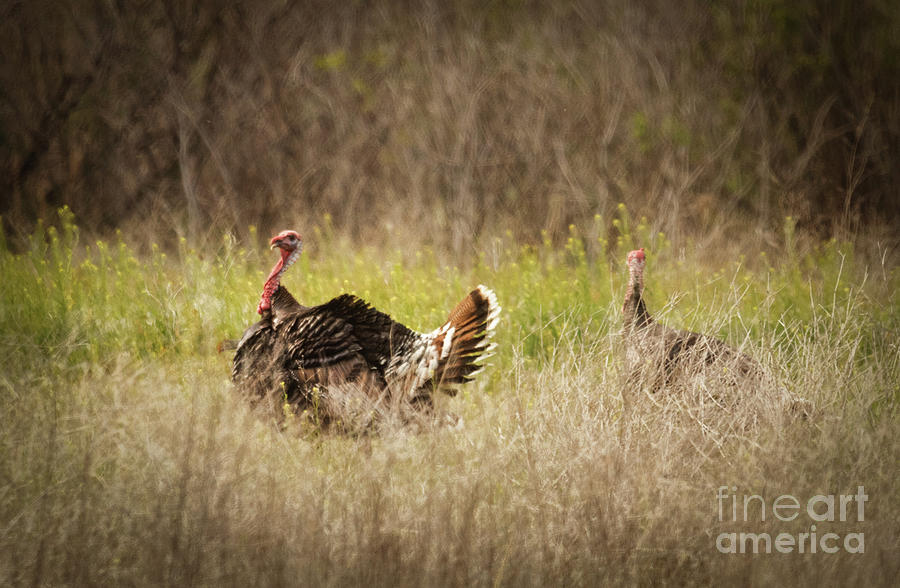 Thanksgiving Photograph - Wild Turkeys by Robert Bales
