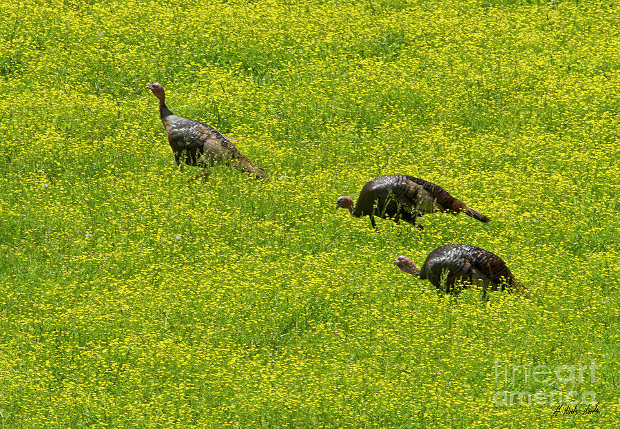Wild Turkeys-Signed-#3468 Photograph by J L Woody Wooden