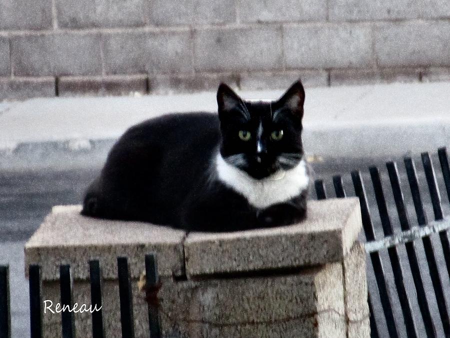Wild Tuxedo Cat Photograph by A L Sadie Reneau