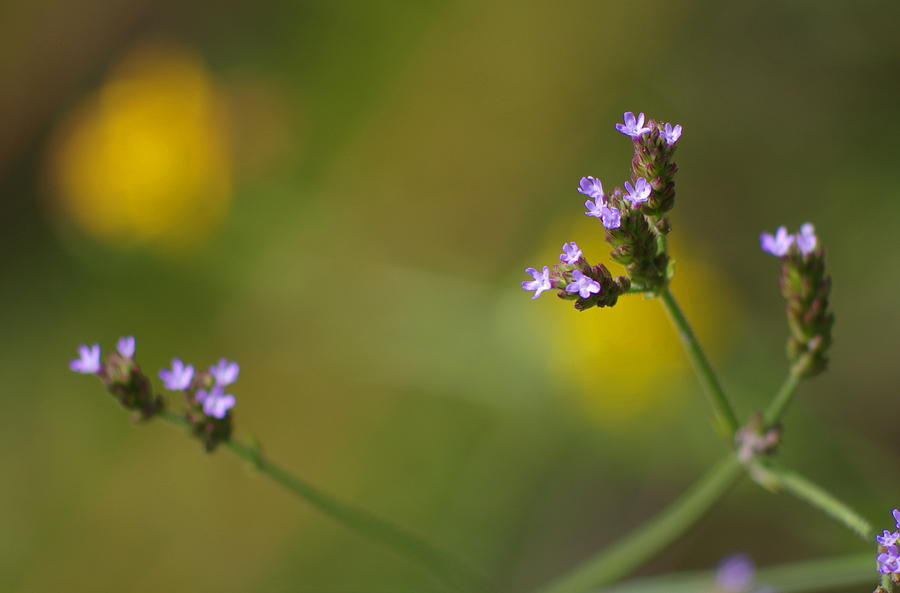 Tiny White Flowers Photograph by Aaron Rushin - Fine Art America