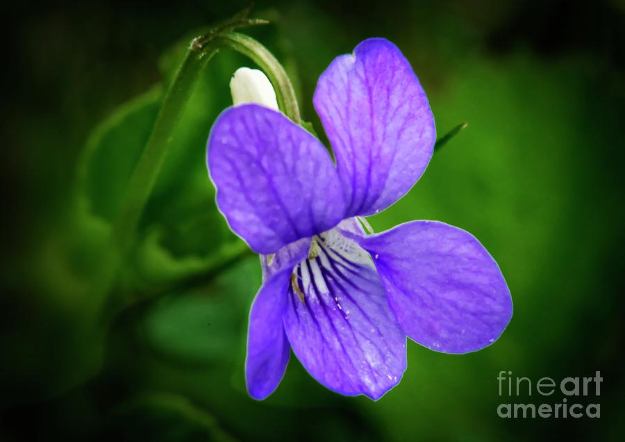 Wild Violet Flower Photograph by Martyn Arnold