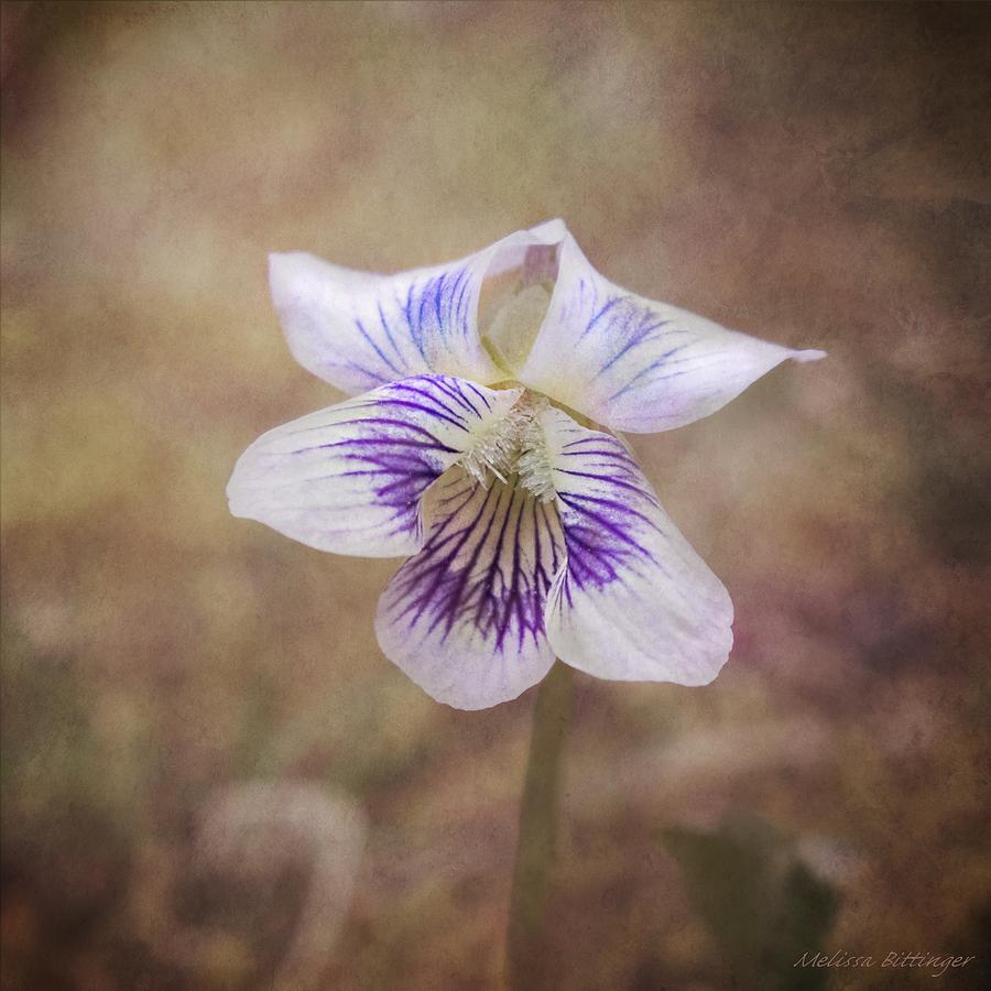 Wild Violet Photograph by Melissa Bittinger
