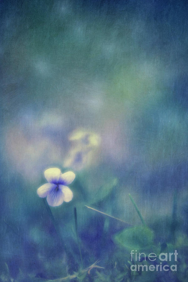 Wild Violets Photograph by Priska Wettstein