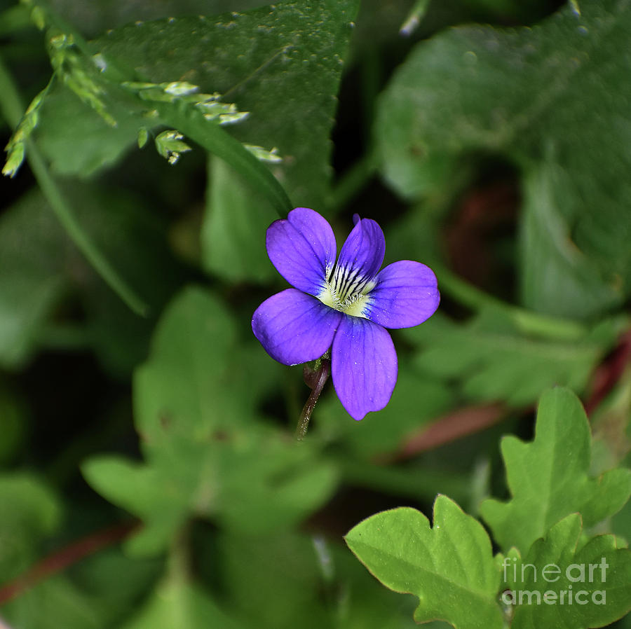 Wild Violet Photograph by Skip Willits
