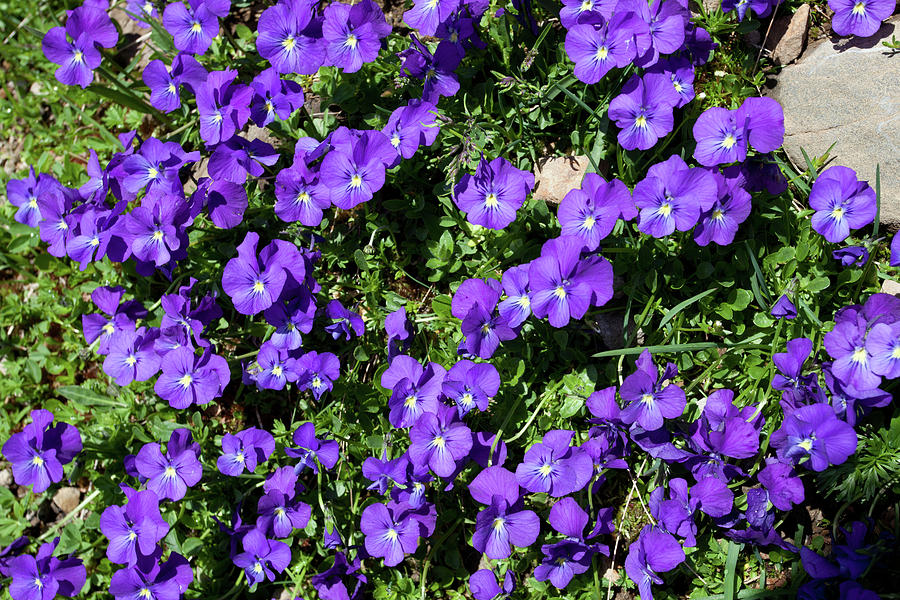 Wild Violets Photograph