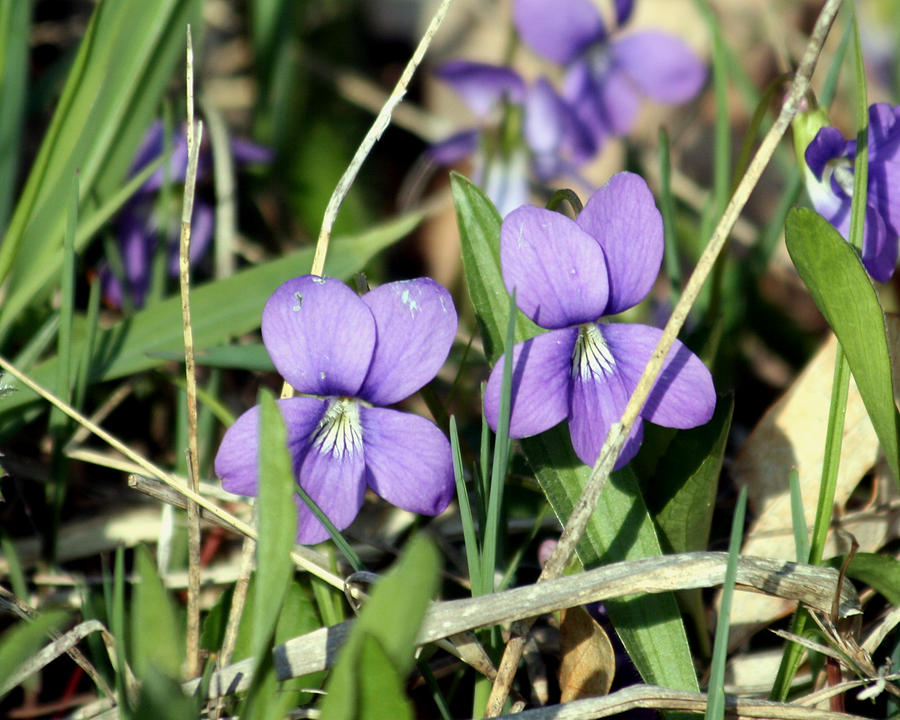 Wild Violets Photograph by George Jones