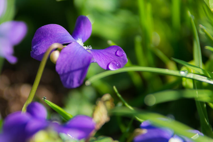 Wild Violets in the Morning Photograph by Holden The Moment