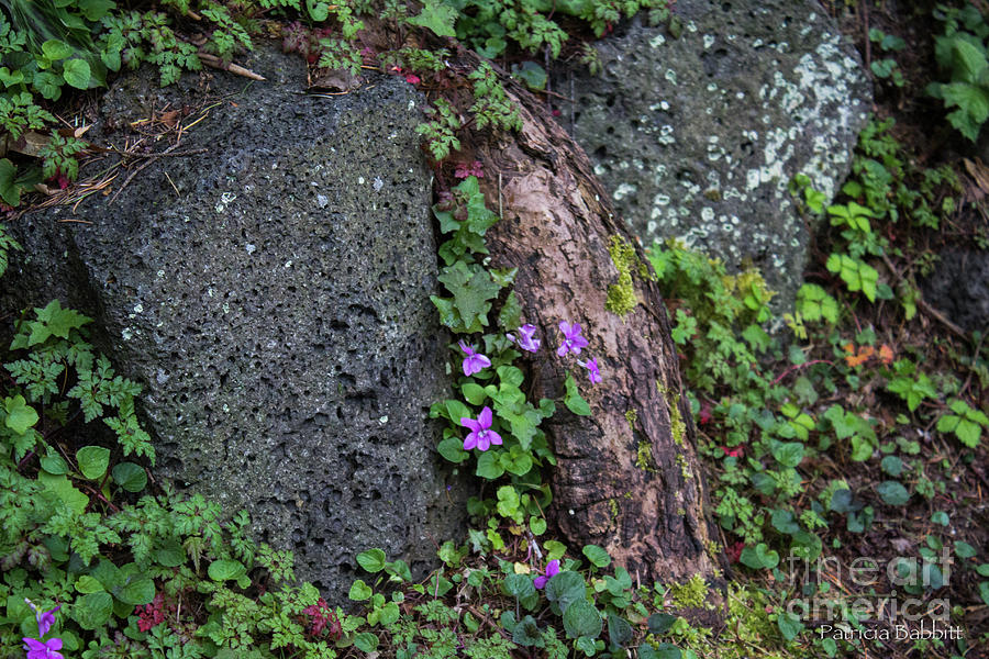 Wild Violets Photograph by Patricia Babbitt