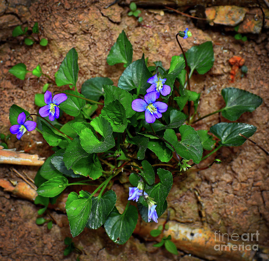 Wild Violets Photograph by Skip Willits