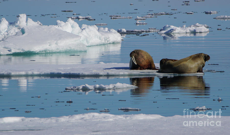 Wild Walrus Photograph by Brian Kamprath