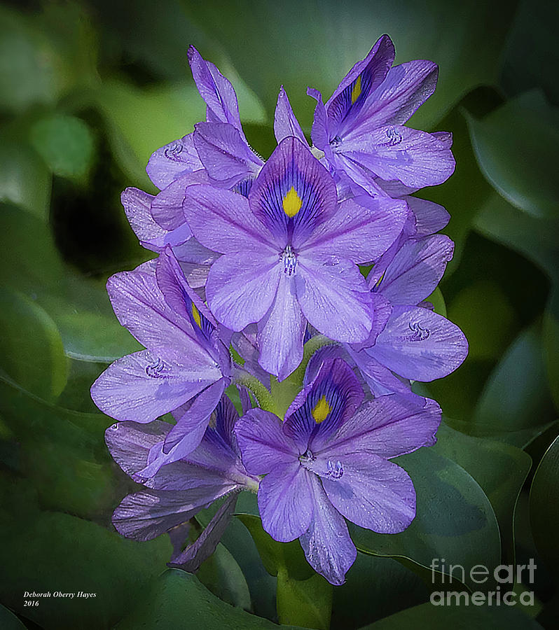 Wild Water Hyacinth Photograph by DB Hayes