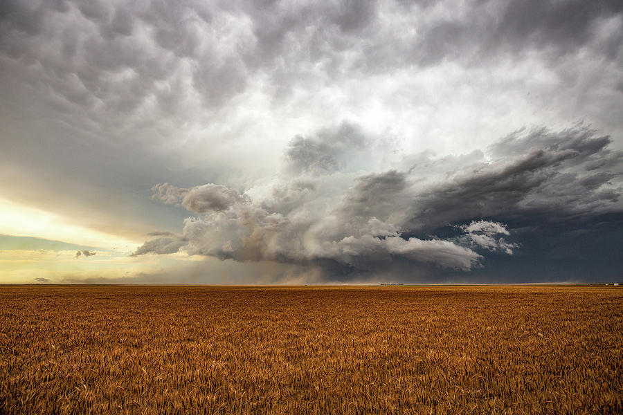 Wild Weather - Storm Kicks Up Dust Over Wheat Field In Kansas ...