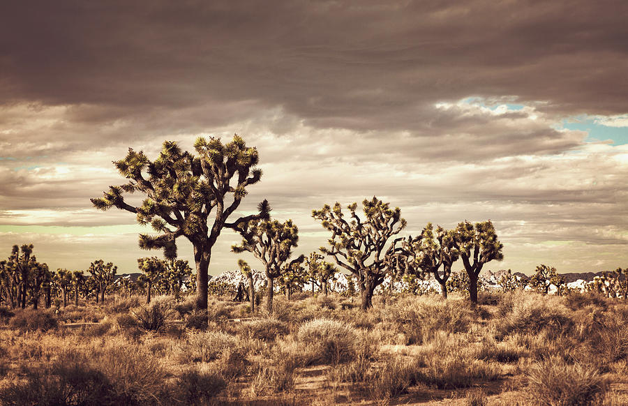 Tree Photograph - Wild West II by Mercedes Noriega