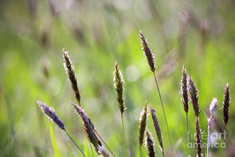 Wild Wheat Photograph by Karen Jorstad