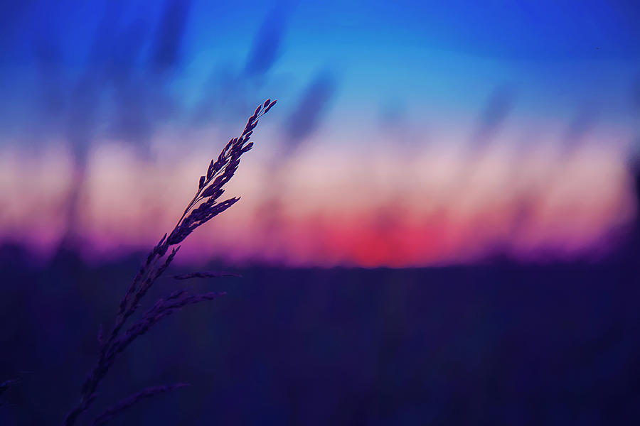 Wild Wheat Silhouette in the Sunset Photograph by Toni Hopper