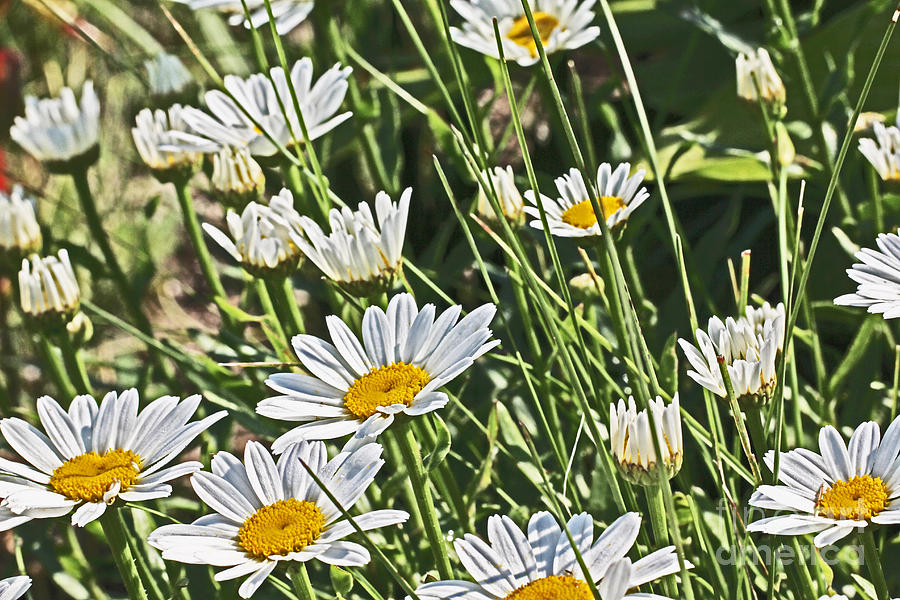 Wild White Daisies Unpicked in th eField Photograph by David Frederick