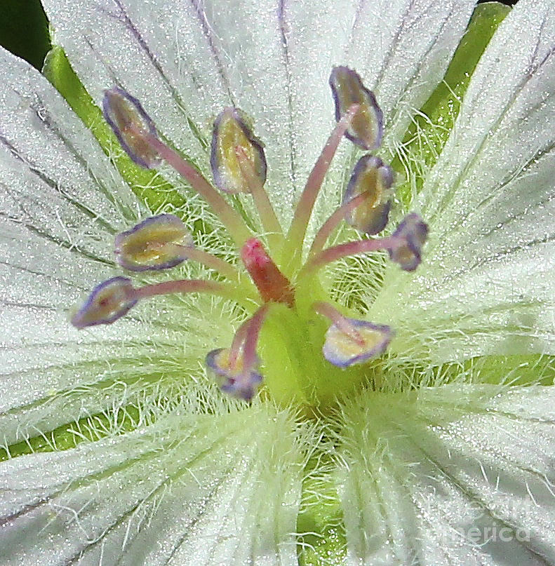 Wild White Geranium  Photograph by Ann E Robson