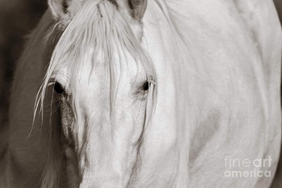 Wild White Horse Photograph by Lynn Sprowl
