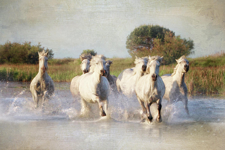 Wild White Horses of the Camargue Vl Photograph by Karen Lynch