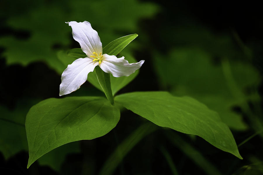 Wild White Trillium Photograph by Penny Meyers