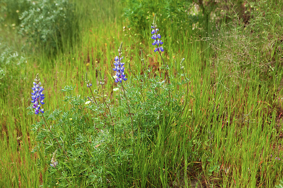 Wild Wildflower Meadow Photograph