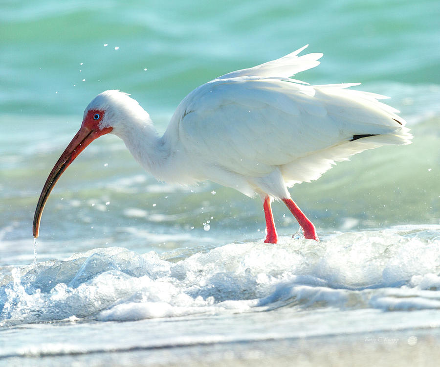 Ibis Photograph - Wild Winds by Betsy Knapp