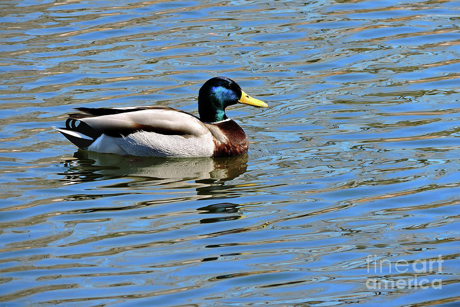 Wings Over Water by Wings for Wetlands Wings Over Water by Wings for Wetlands