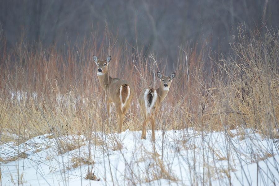 Wild Winter Photograph by Bonfire Photography