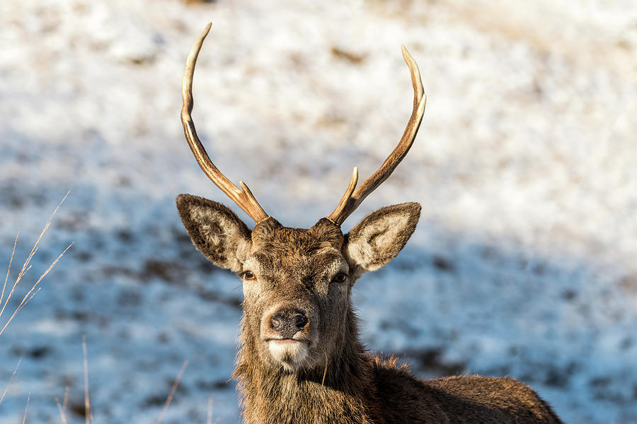 Wild Winter Stag Photograph by Neil Crawford