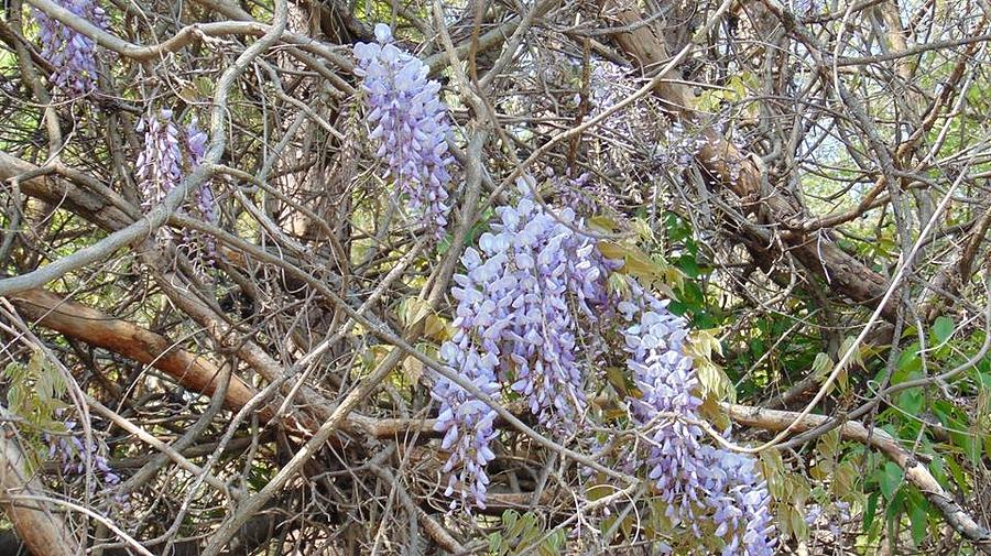 Flower Photograph - Wild Wisteria by Charlotte Gray