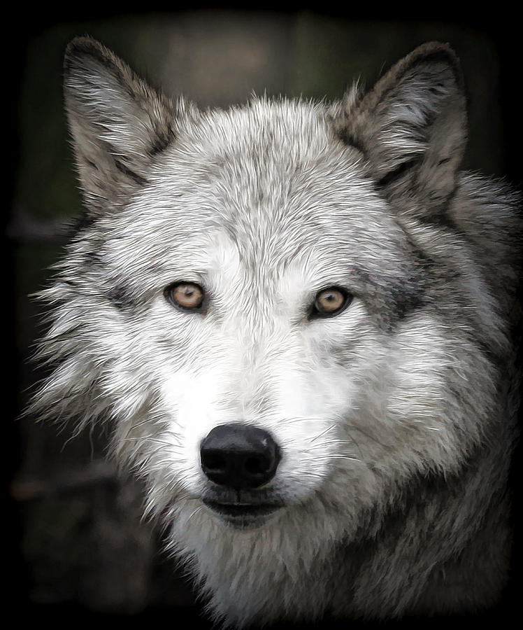 Wild Wolf Photograph by Athena Mckinzie - Fine Art America