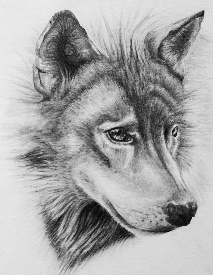 Wild Wolf Drawing By Daniel House