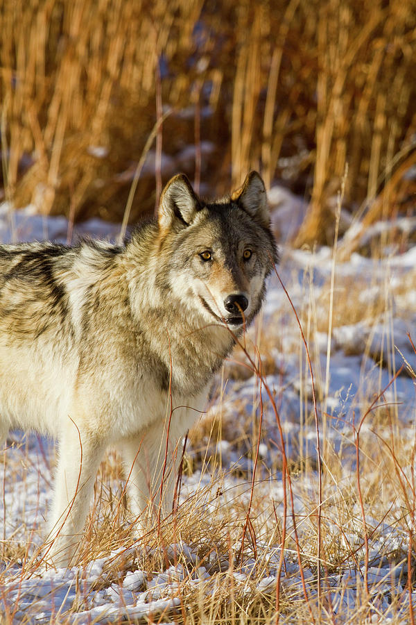 Wild Wolf Photograph by Mark Miller