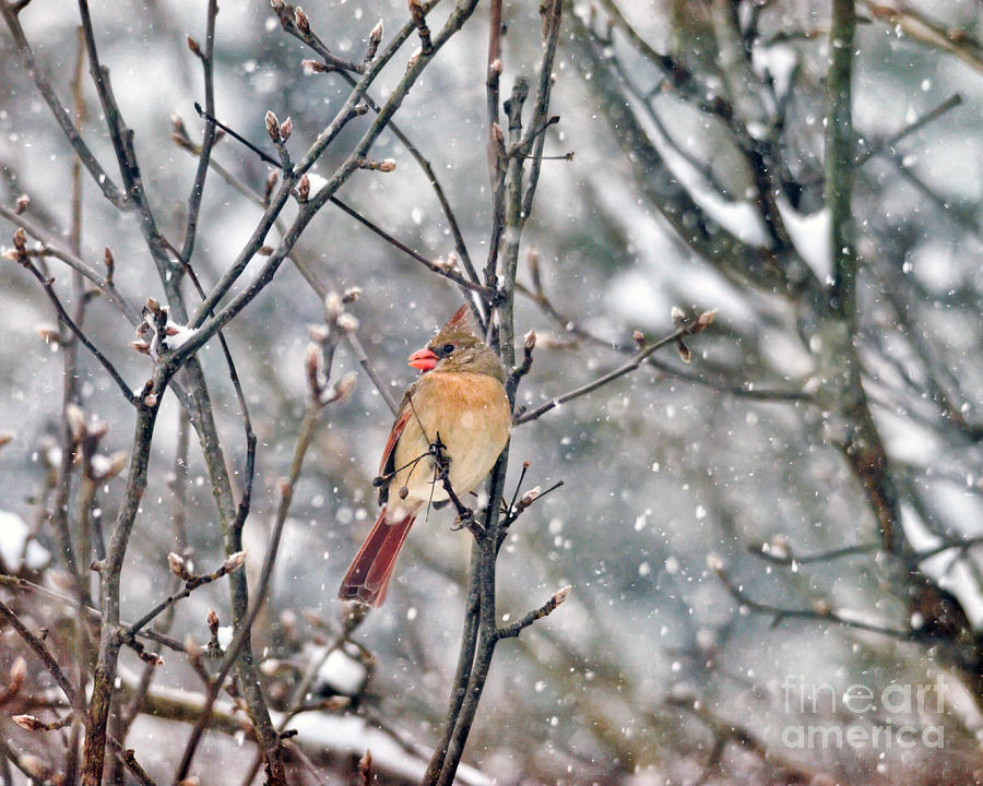Wild Wonder of Winter Photograph by Kerri Farley