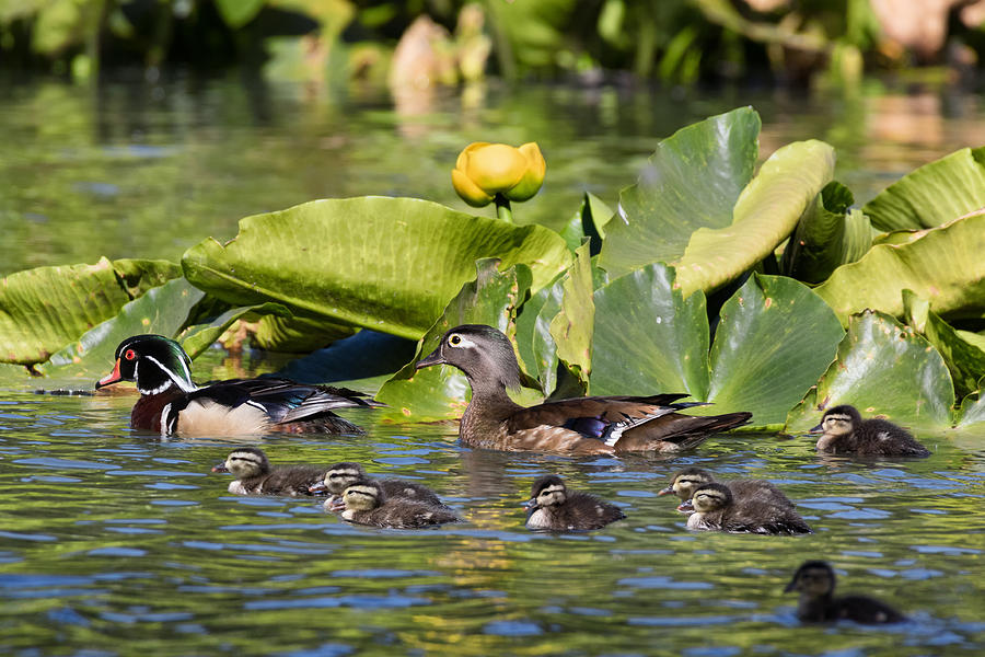 Wild Wood Duck Family Outing Photograph