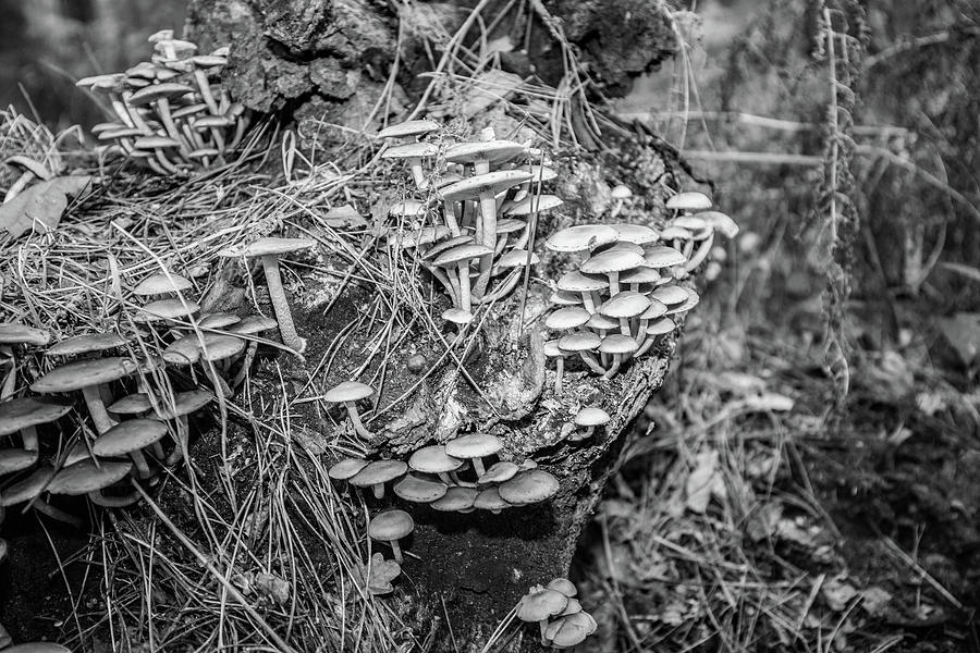 Wild Woodland Fungi Photograph by Ed James