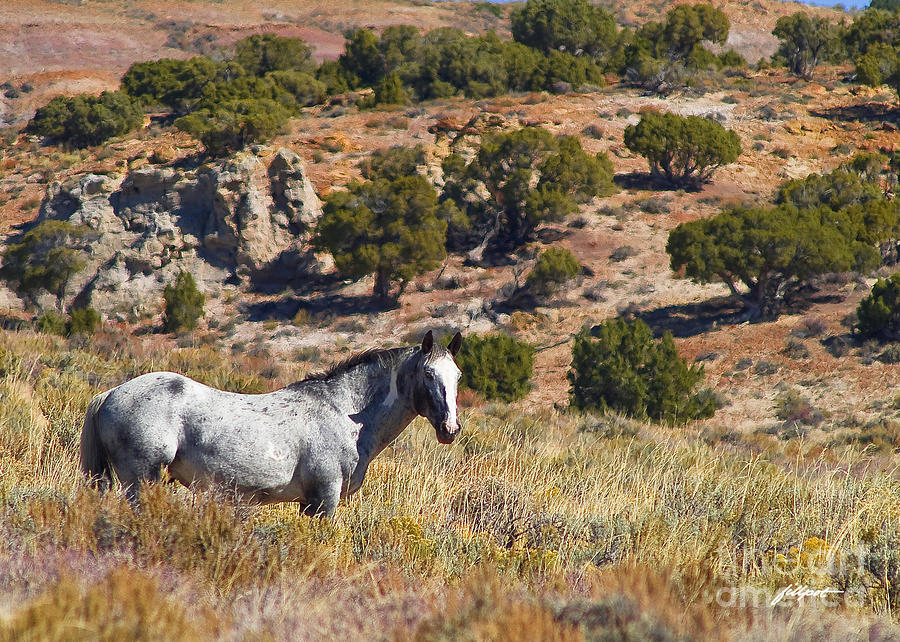Wildlife Photograph - Wild Wyoming by Bon and Jim Fillpot