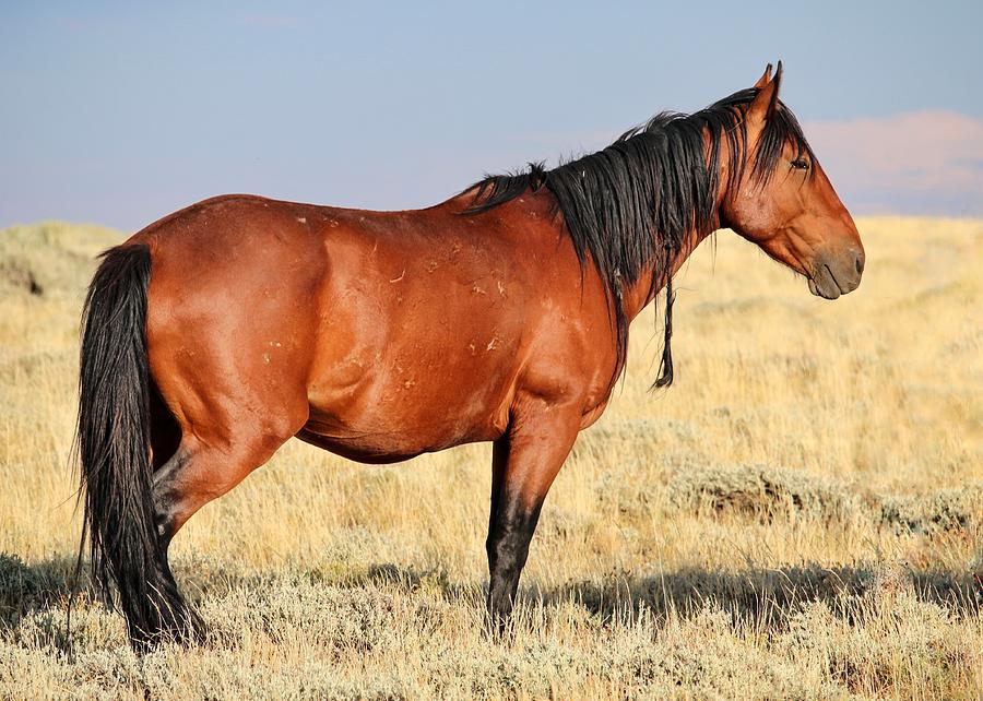 Wild Wyoming Stallion Photograph by LeAnne Perry - Fine Art America