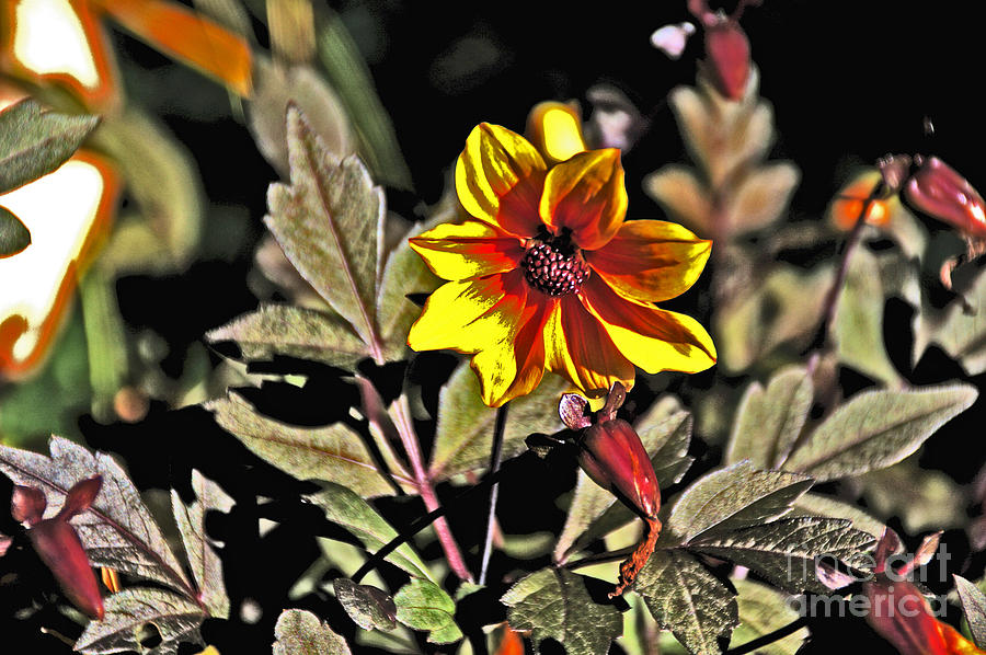 Wild Yellow and Red flower with lots of foliage Photograph by David Frederick