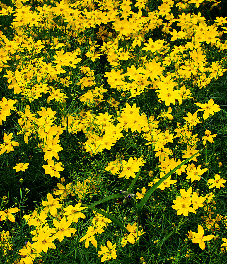 Wild Yellow Flowers Photograph by Todd Zabel