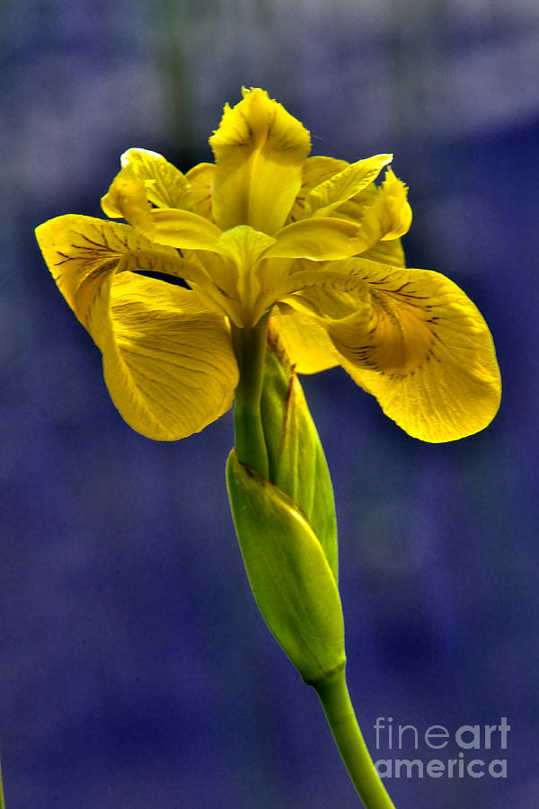 Wild Yellow Iris Flower Photograph by Martyn Arnold